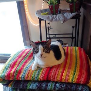 Meet your Posher, Yidnar